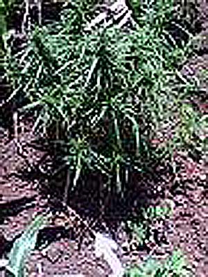 Phá tụ điểm trồng cần sa lớn nhất Tây Nguyên