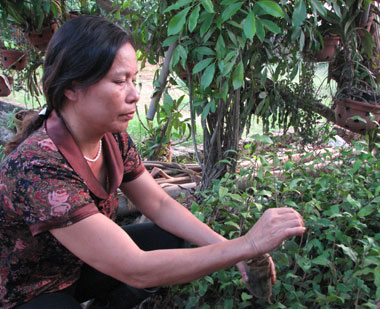 Làm giàu từ nghề ươm chè