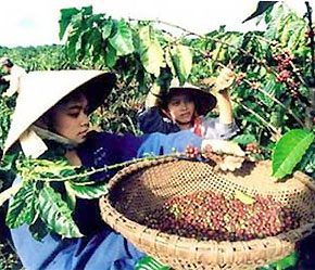 Gần 1,9 tỷ USD cà phê xuất khẩu
