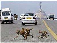 Ấn Độ: Khỉ tấn công người