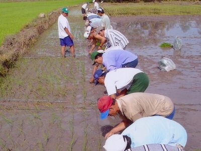 Nhà khoa học ra đồng cùng nông dân 