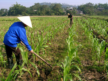 Đại Từ tập trung chăm sóc cây vụ đông