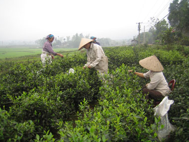 Chân ruộng nào, cây trồng ấy