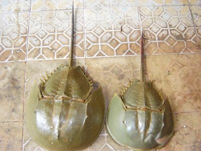 Báo động tử vong vì ăn con so biển