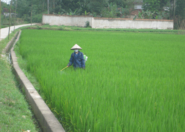 Phổ Yên: Trên 1.000 ha lúa mùa nhiễm bệnh khô vằn cấp 1, cấp 3