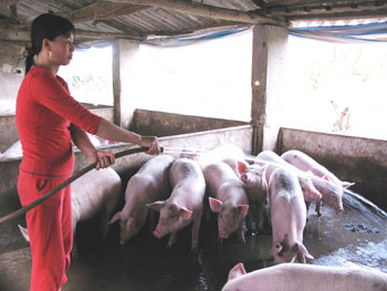 Vốn nhỏ, hiệu quả không nhỏ