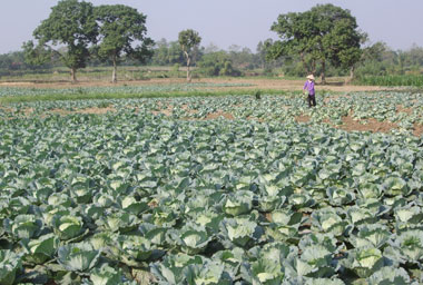 Nhã Lộng trồng rau an toàn