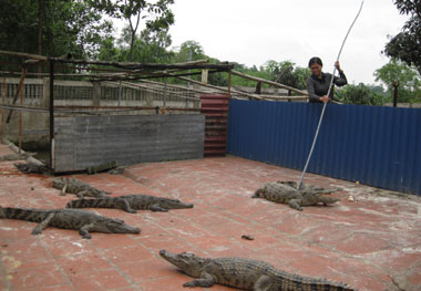 Hiệu quả từ một mô hình nuôi cá sấu