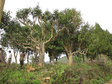 Miền đất bên dòng Thia