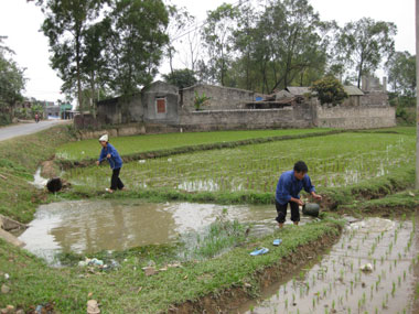Trên những cánh đồng vụ xuân