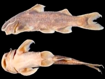 Khám phá hai loài cá chiên suối mới ở Việt Nam