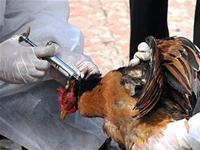 Thanh Hóa bùng phát dịch cúm gia cầm