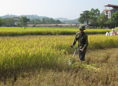 Linh Sơn đưa khoa học kỹ thuật vào đồng ruộng