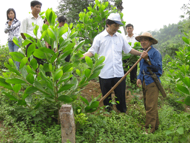 Kiểm tra đối chứng  giống cây lâm nghiệp
