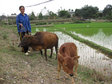 Giúp hội viên thoát nghèo