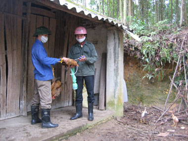 Phú Bình:  1,3 triệu liều văc xin tiêm phòng cúm gia cầm