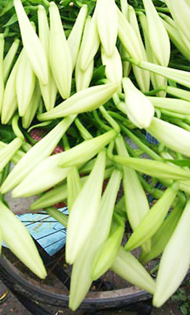 Hoa của Tháng Tư