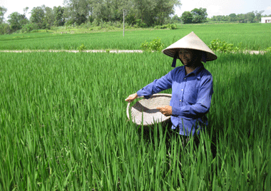 Thái Nguyên: Xuất hiện sâu hại nhẹ trên lúa